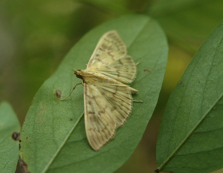 Pleuroptya ruralis